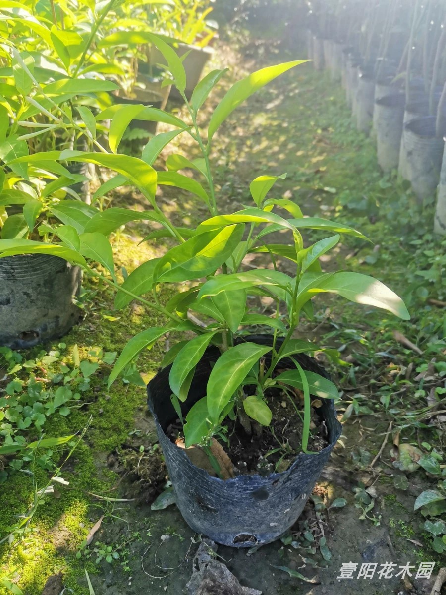 夜来香花苗树苗 九里香夜来香盆栽花卉植物驱蚊花苗浓香四季开花 - 图1