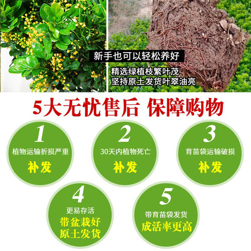 米兰花盆栽树苗植物室内花苗浓香型四季开花米仔兰老桩大棵好养活 - 图1