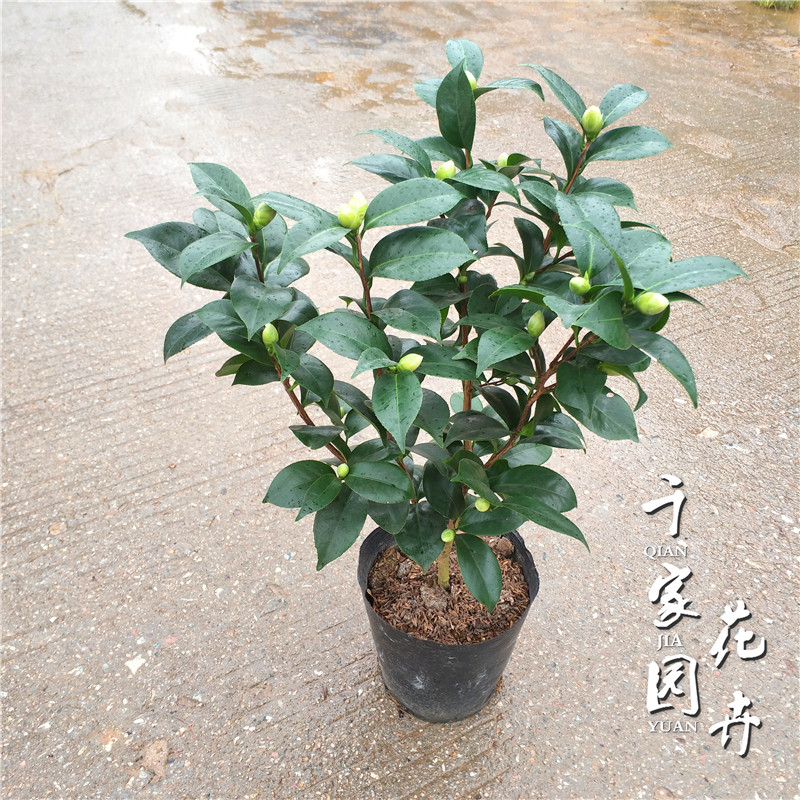 乔伊山茶花树苗盆栽一树多色千家园四季种植绿植花卉室内阳台