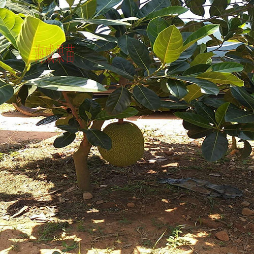 耐寒木菠萝树苗黄肉砂糖广西嫁接苗干包带土金包湿包菠萝蜜果包邮 - 图1