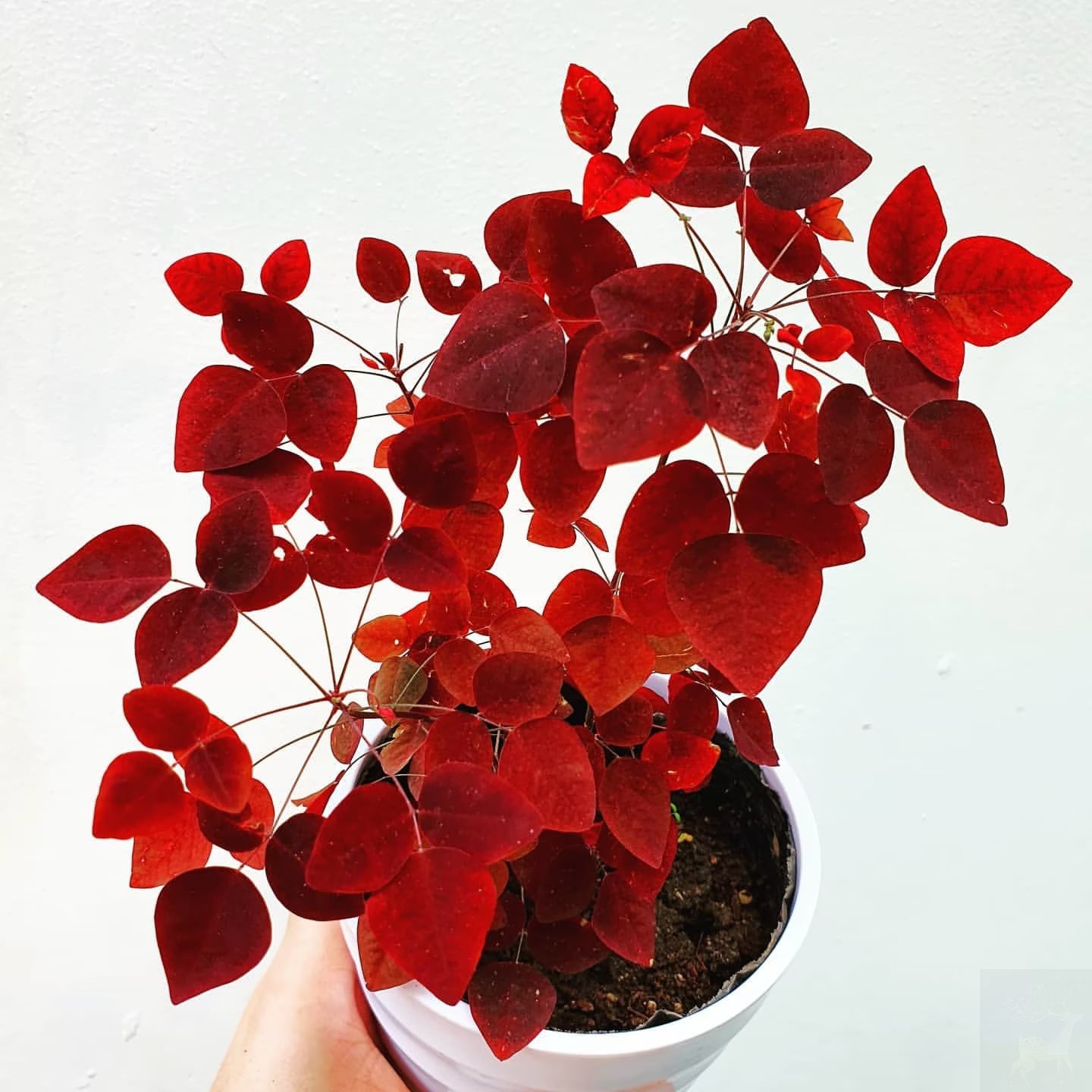 稀有进口木本小灌木草小红枫酢浆草Oxalis hedysaroidesrvbra盆苗-图0