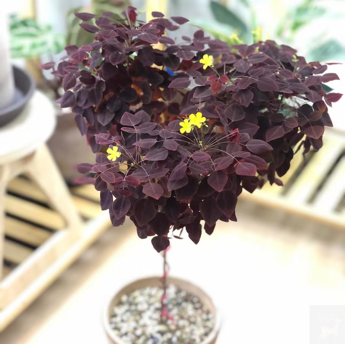 稀有进口木本小灌木草小红枫酢浆草Oxalis hedysaroidesrvbra盆苗-图3