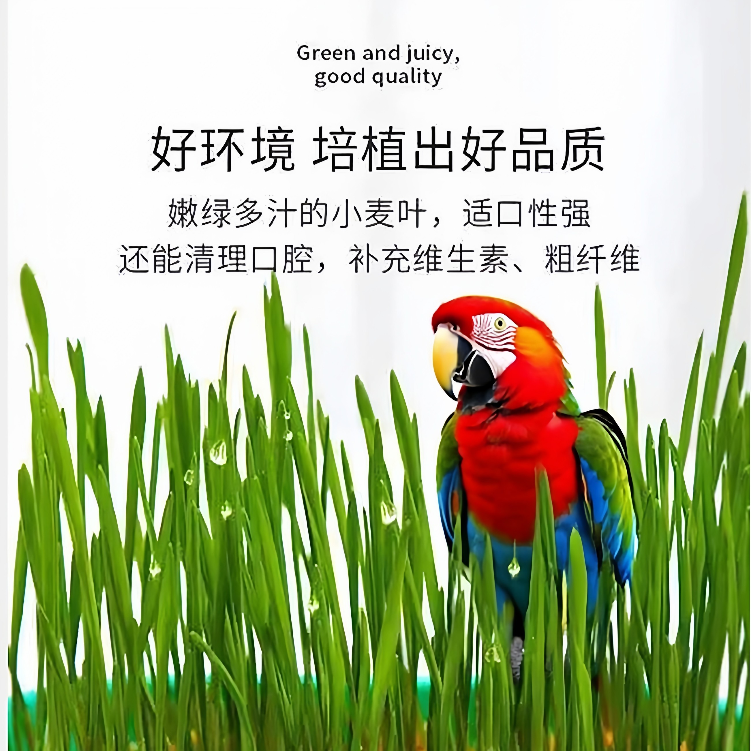 鹦鹉麦芽草粮大麦种子鹦鹉食用啃咬料鸟草盒零食消化解闷防啄毛饲,淘宝优惠券,粉丝福利购,淘宝优惠卷