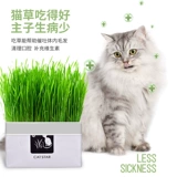 [Рекомендуется Xiaohongshu!】 Ленивые люди без земли