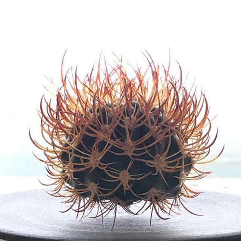 尚野园艺 实生逆豹一物一拍pyrrhocactus bulbocalyx智利球仙人球