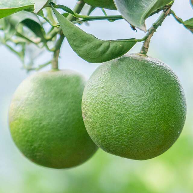 Chen Yi's Story carefully selects Ailao Mountain rock sugar orange fruit 5 Jin Jin is equal to 0.5 kg, packed with freshly picked seasonal fruits, and the damaged ones will be compensated