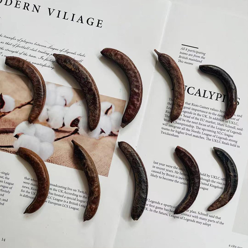 【皂荚果】植物标本果实果壳 创意复古干花环相框diy材料 幼儿园,淘宝优惠券,粉丝福利购,淘宝优惠卷