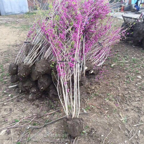 紫荆花苗庭院耐寒室外花卉植物南方北方别墅花园绿化苗木紫荆树苗 - 图2