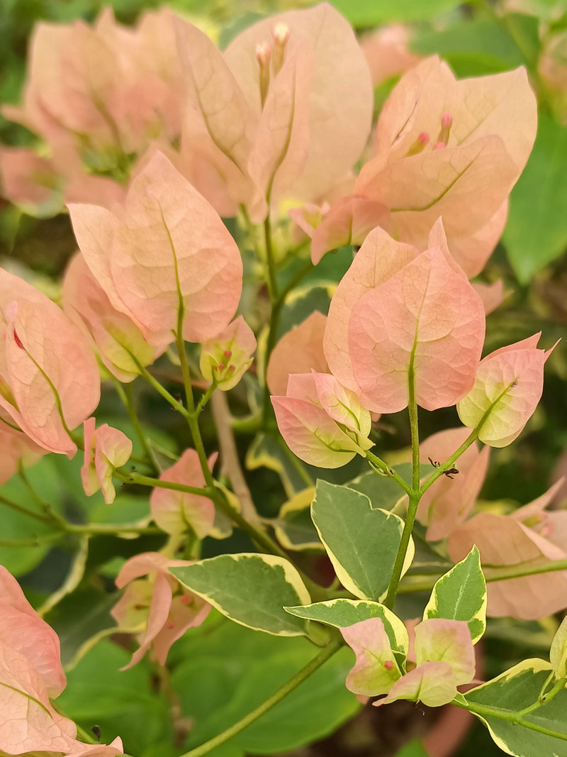 三角梅多品种袋苗包对版包到货鲜活不包后期养护不甜西瓜橙九月,淘宝优惠券,粉丝福利购,淘宝优惠卷