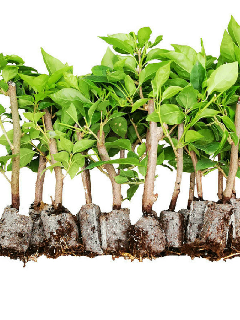 三角梅多品种袋苗包对版包到货鲜活不包后期养护不甜西瓜橙九月,淘宝优惠券,粉丝福利购,淘宝优惠卷