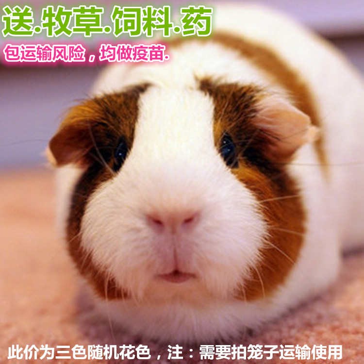 荷兰猪活物豚鼠公仔荷兰猪幼崽宠物活体幼鼠荷兰鼠天竺鼠小宠物,淘宝优惠券,粉丝福利购,淘宝优惠卷