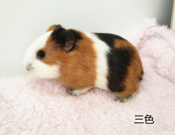 荷兰猪活物豚鼠公仔荷兰猪幼崽宠物活体幼鼠荷兰鼠天竺鼠小宠物,淘宝优惠券,粉丝福利购,淘宝优惠卷