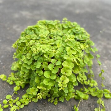 金叶过路黄多年生庭院绿化铺地垂吊植物四季常绿耐寒耐热 - 图3