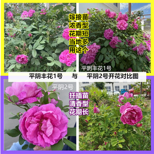平阴多季玫瑰可食用玫瑰花苗 平阴2号紫枝玫瑰 原生扦插苗地栽苗 - 图3