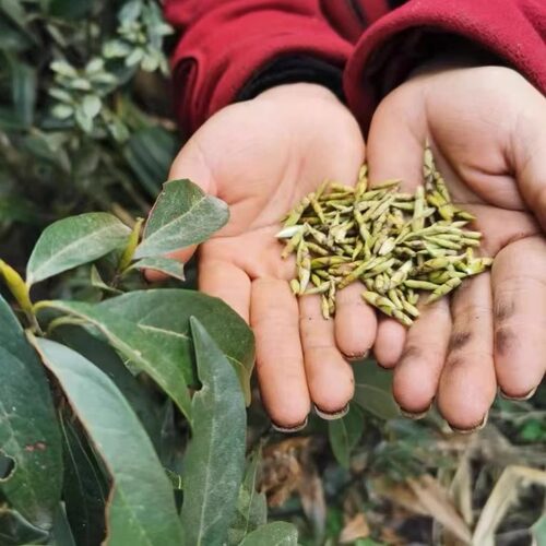 新品白茶头茬老鹰茶野山采摘茶叶青川老阴茶明前头茬新茶嫩芽250g - 图2