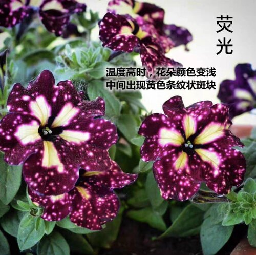 进口垂吊超级矮牵牛花苗盆栽花卉阳台庭院四季观花爆盆超级植物 - 图0
