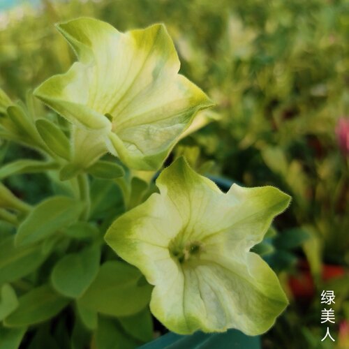 进口垂吊超级矮牵牛花苗盆栽花卉阳台庭院四季观花爆盆超级植物 - 图2
