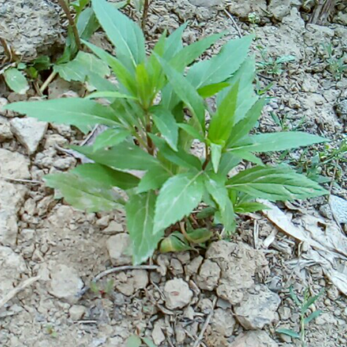 新鲜河南顺香草佩兰省头草兰草香草佩兰大泽枇杷膏中药材草苗带土 - 图2