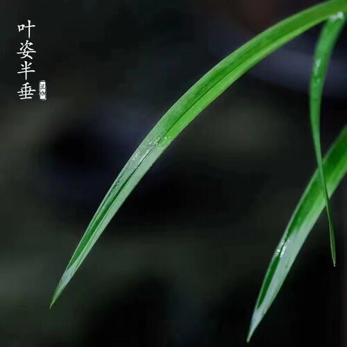 兰花苗 春兰红帝荷兰花盆栽 冬带花苞浓香型好养活室内花卉绿植 - 图2