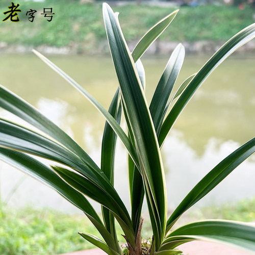 有香味的兰花苗 建兰金尊红颜 四季兰带金边室内阳台花卉盆栽绿植 - 图2