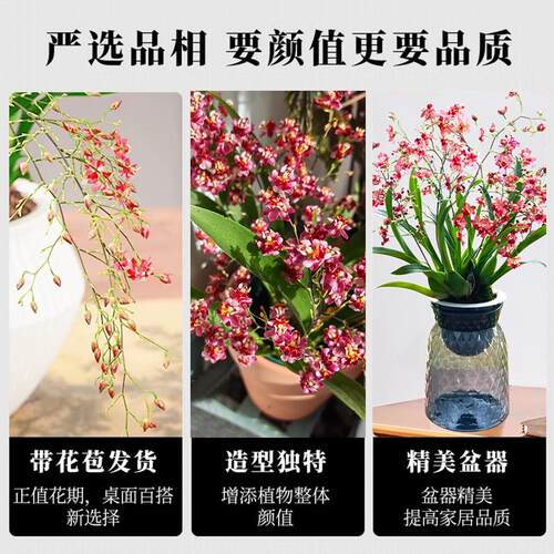 【20苗】香水文心兰盆栽冬带花苞梦香兰精品兰花苗名贵花卉 - 图3