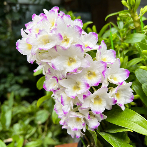 春石斛兰花卉植物好养浓香型四季兰室内客厅阳台懒人花卉植物 - 图1