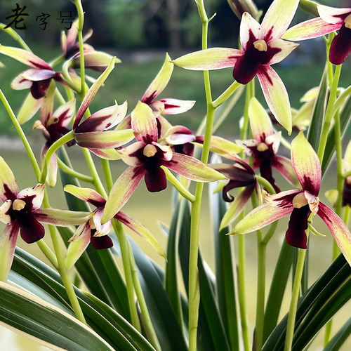 有香味的兰花苗 建兰金尊红颜 四季兰带金边室内阳台花卉盆栽绿植 - 图1