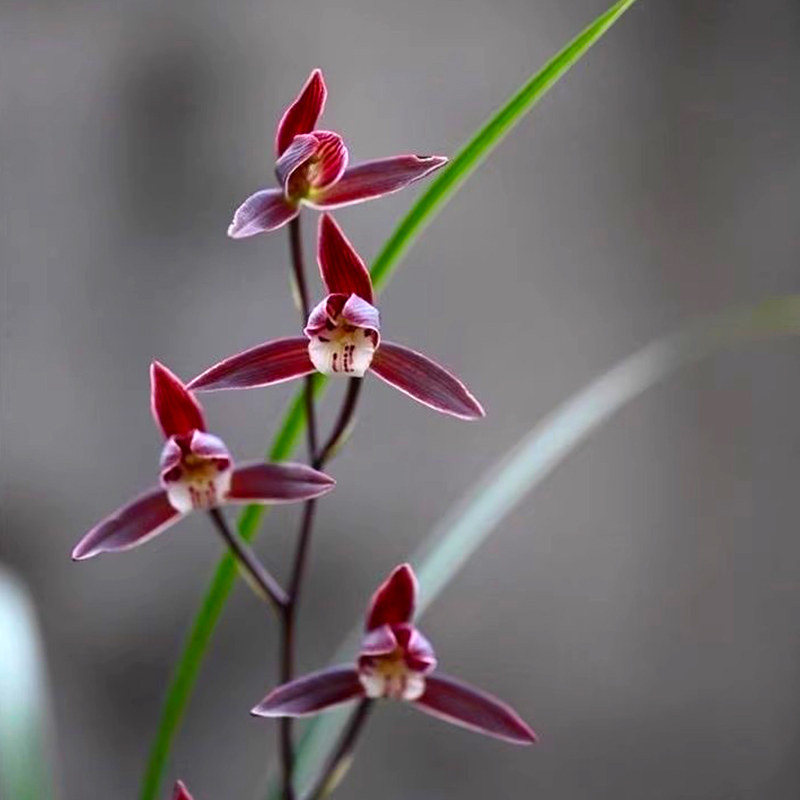 老字号兰花 细叶寒兰 浓幽香型 办公室内盆栽鲜花多肉耐阴绿植,淘宝优惠券,粉丝福利购,淘宝优惠卷