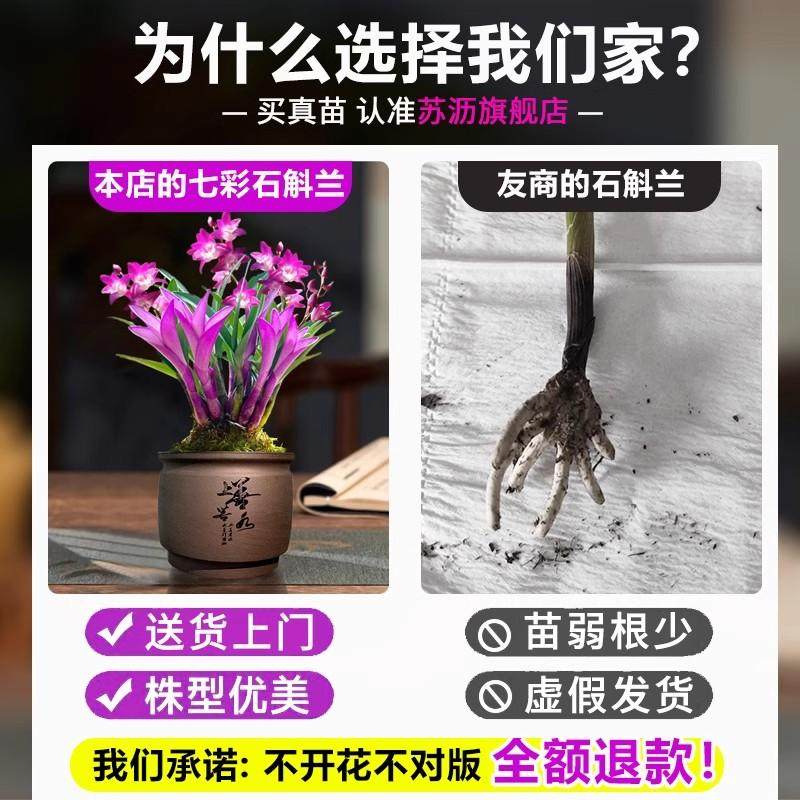现带花七彩香水石斛兰花四季好养绿植浓香型石斛改善睡眠净化空气,淘宝优惠券,粉丝福利购,淘宝优惠卷