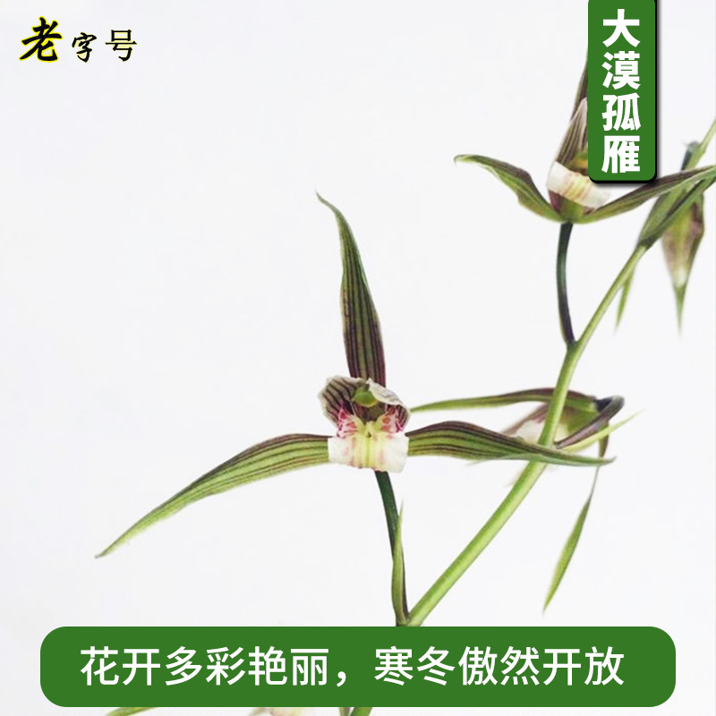 有香味的兰花苗大漠孤雁 寒兰冬带浓香花苞出售好养绿植花卉盆栽 - 图0