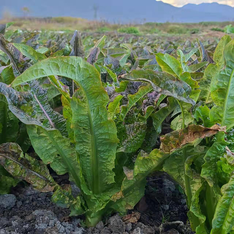 云南露天种植有机青笋3斤 新鲜现摘带少量叶发货茎用莴苣紫叶莴笋 - 图0