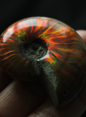 化石吊坠挂件项链小号斑彩螺