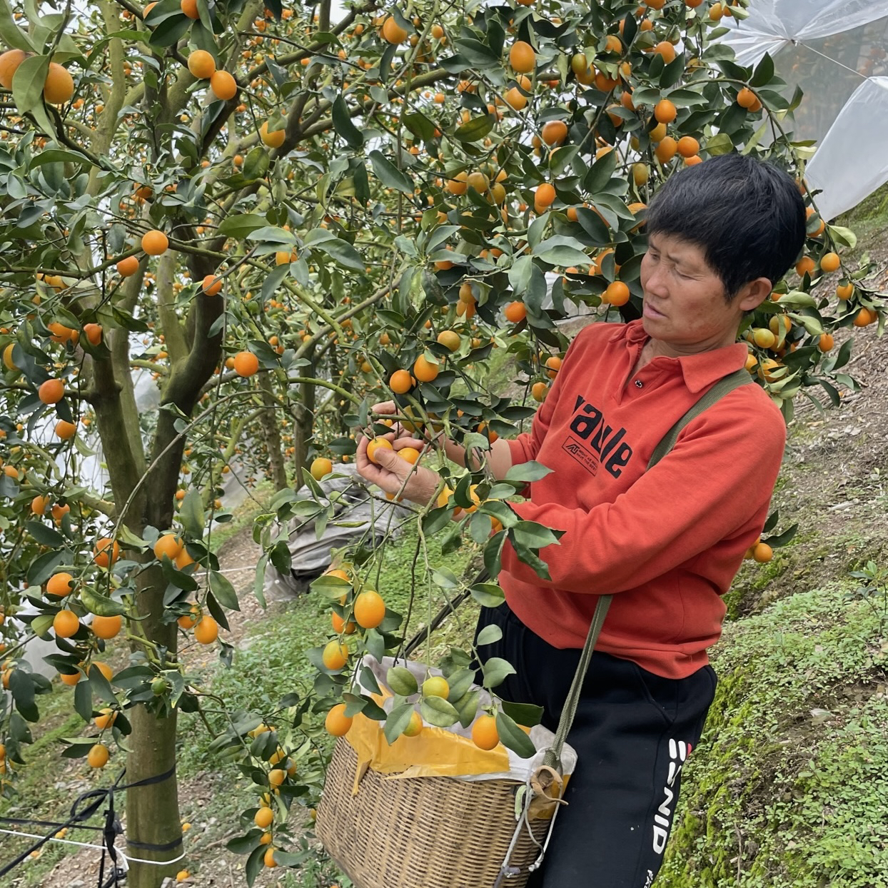 广西桂林阳朔油皮金桔新鲜水果老品种酸甜特产现摘顺丰包邮5斤 - 图2