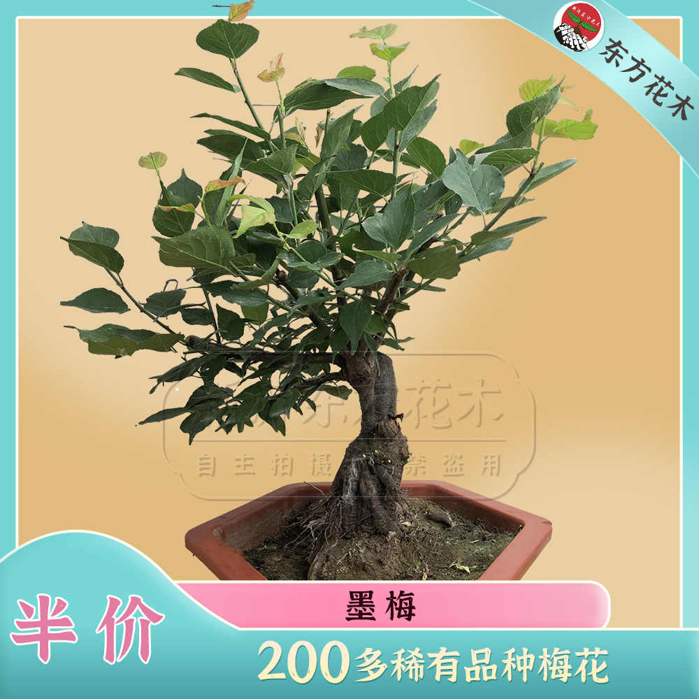 冬桂花树 新人首单立减十元 22年7月 淘宝海外