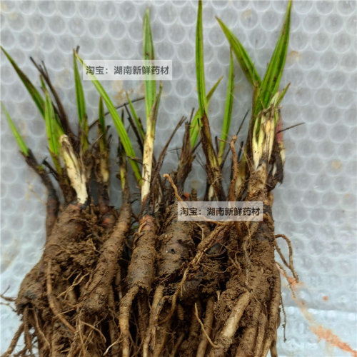 仙茅苗地棕苗独茅根苗独茅苗现挖新鲜仙茅独茅根多年生植物仙茅苗 - 图0