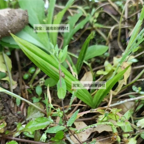 仙茅苗地棕苗独茅根苗独茅苗现挖新鲜仙茅独茅根多年生植物仙茅苗 - 图3