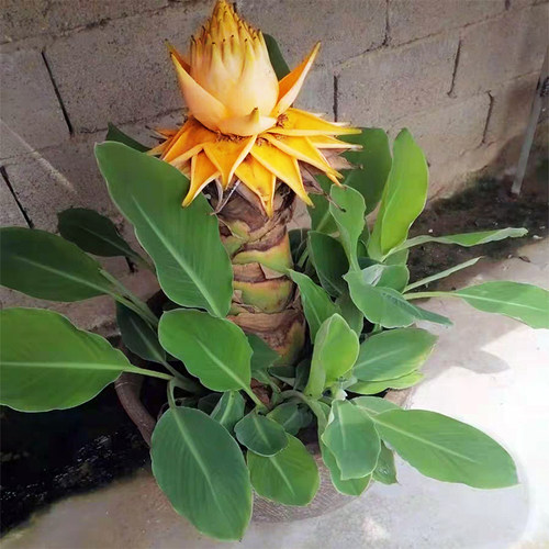 地涌金莲带花苞千瓣莲花云南大型花卉植物可室内室外易栽易活包活 - 图2