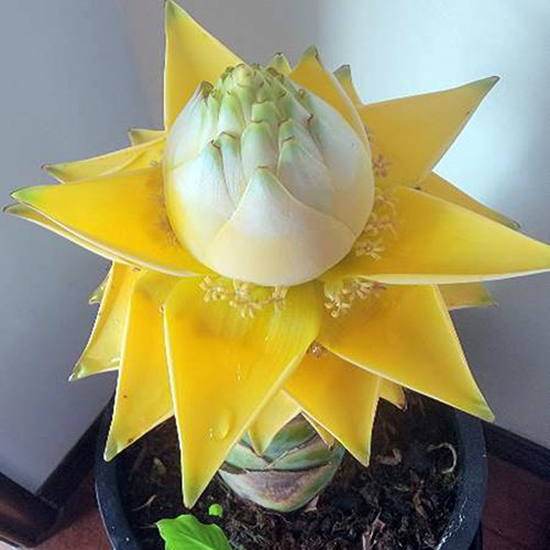地涌金莲带花苞千瓣莲花云南大型花卉植物可室内室外易栽易活包活 - 图1