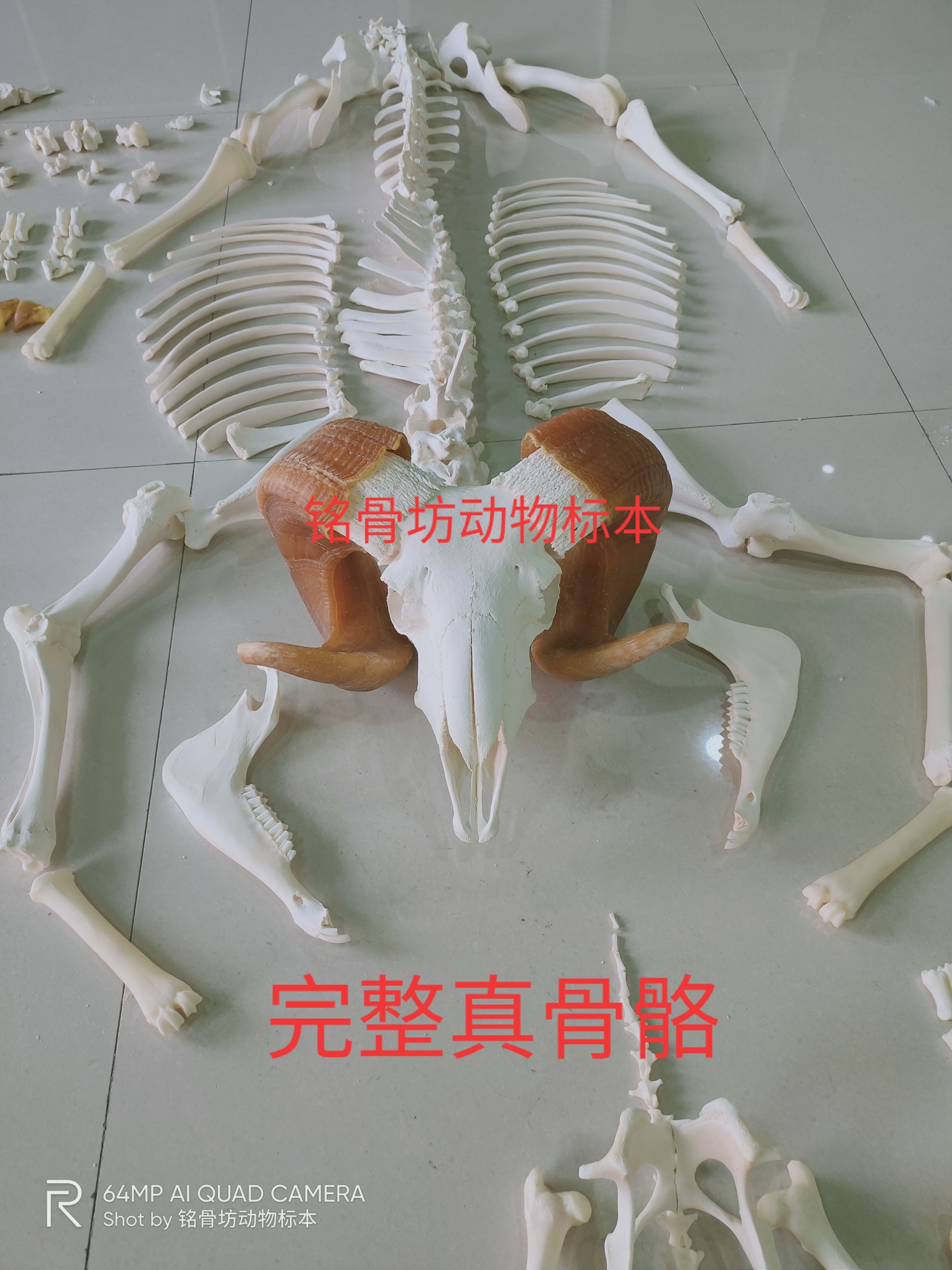 骨骼动物标本 新人首单立减十元 21年10月 淘宝海外 骨骼动物标本 新人首单立减十元 21年10月 淘宝海外