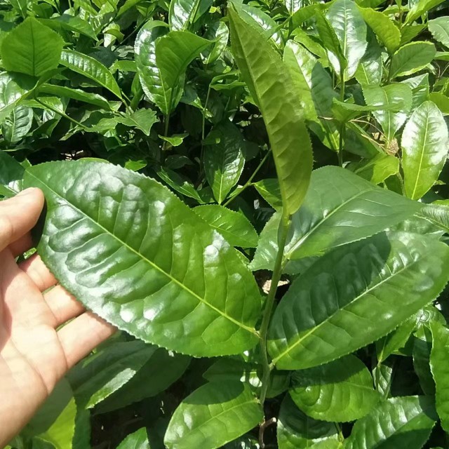 勐库茶树苗冰岛茶茶籽育云南大叶种茶树苗种植优良南方普洱茶高产 - 图0