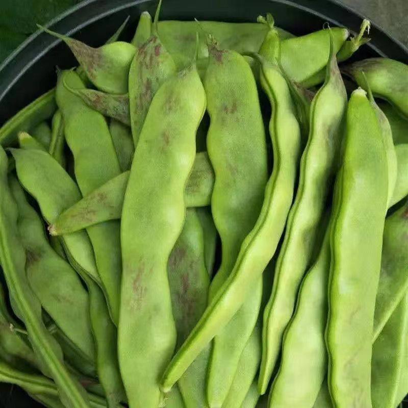 正宗东北油豆角现摘新鲜一点红开锅烂面豆角纯油豆九月青现发包邮,淘宝优惠券,粉丝福利购,淘宝优惠卷