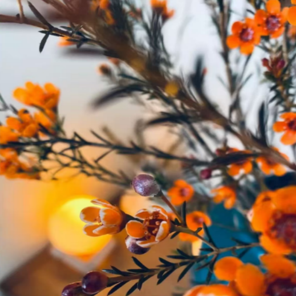 鲜切澳洲腊梅年宵花云南基地直发室内摆放送营养液,淘宝优惠券,粉丝福利购,淘宝优惠卷