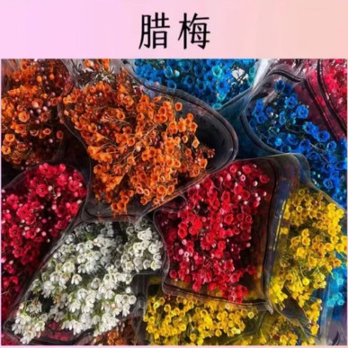 鲜切澳洲腊梅年宵花云南基地直发室内摆放送营养液,淘宝优惠券,粉丝福利购,淘宝优惠卷