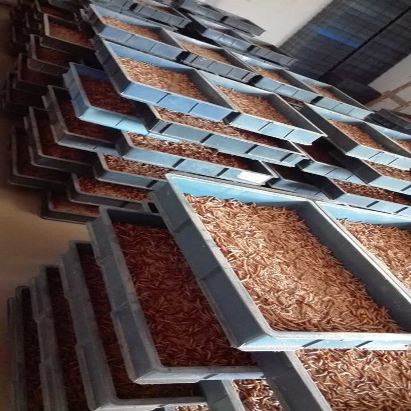 大麦虫活体超级面包虫龙鱼乌龟八哥画眉蜥蜴蜘蛛守宫宠物饲料包邮,淘宝优惠券,粉丝福利购,淘宝优惠卷