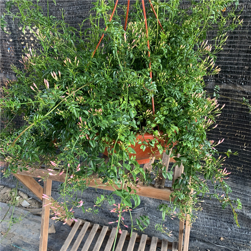 爬藤素馨花苗盆栽阳台庭院宿根花卉多年生好养迎春花鸡蛋花包邮-图1