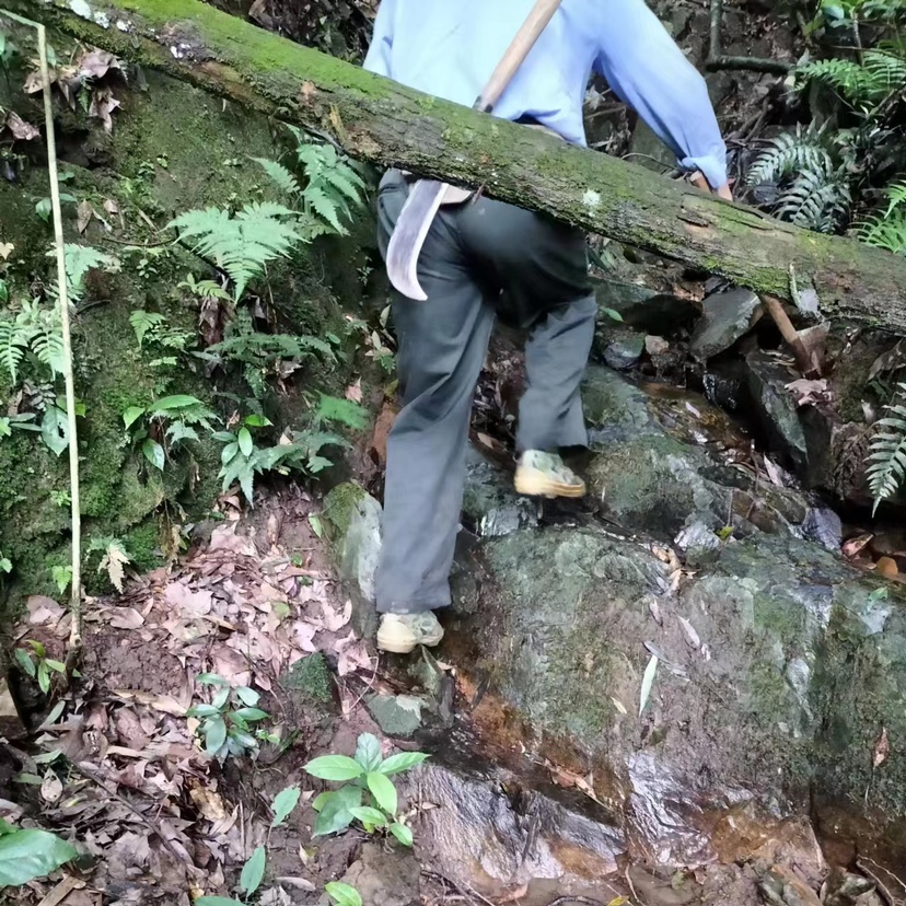 家传碎石溶石中草药鸡内金金钱草中药车前子海金沙藤铜钱草-图3