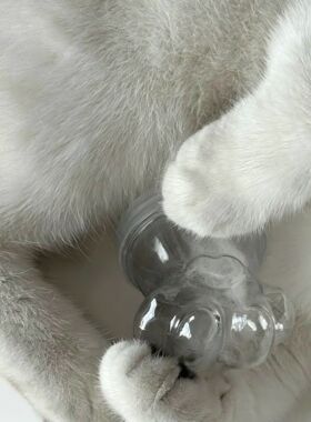 宠物纪念收纳盒猫咪狗狗毛发收集