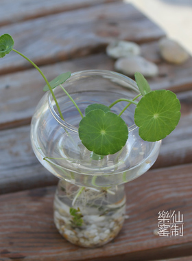 蘑菇水培植物透明铜钱草家居摆设