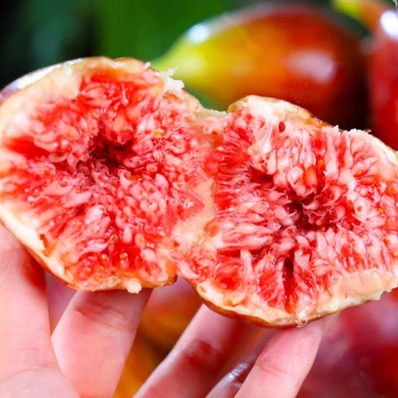 新鲜红皮无花果3斤装软糯香甜空运速发坏果包赔当季水果,淘宝优惠券,粉丝福利购,淘宝优惠卷