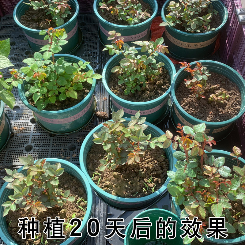 7年老桩玫瑰花苗四季开花室内阳台盆栽庭院大花月季浓香净化空气-图1